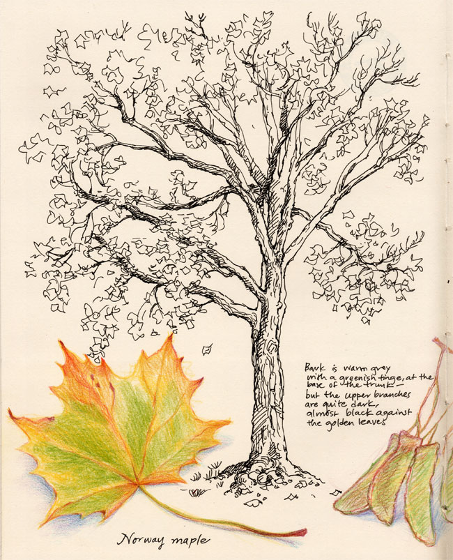 Maple Tree Sketch